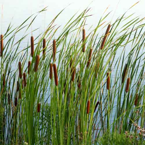Marshland Reeds also known as punks