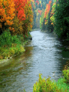 Time Like Flowing Water - Confucius - a river flows through the forest