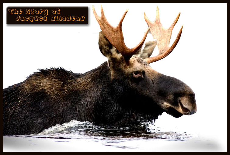large moose swiming in the water